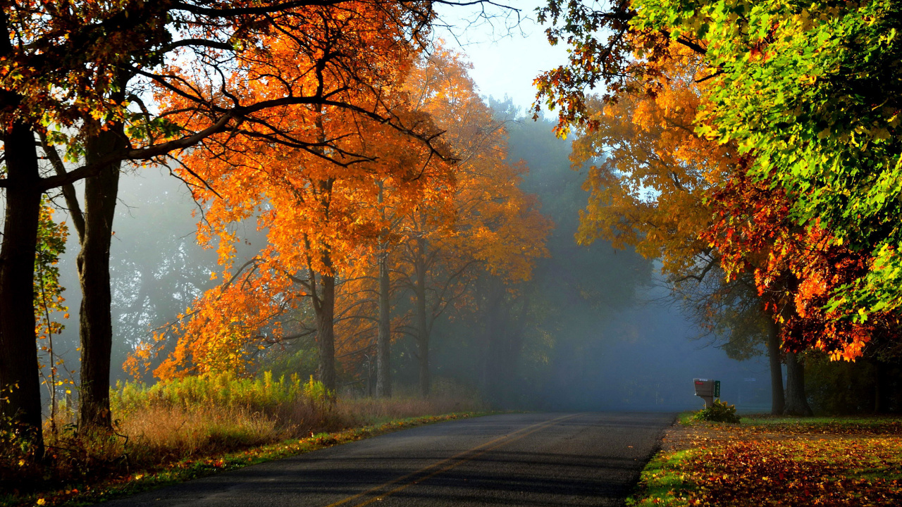 Gray Concrete Road Between Trees During Daytime. Wallpaper in 1280x720 Resolution