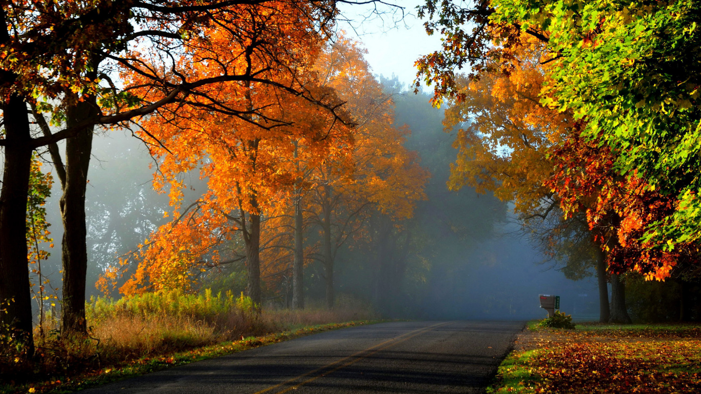 Gray Concrete Road Between Trees During Daytime. Wallpaper in 1366x768 Resolution