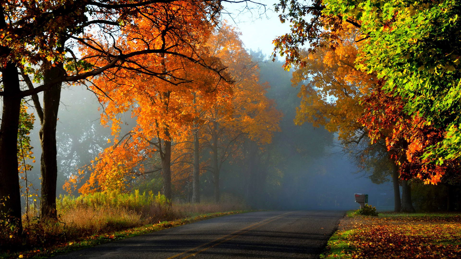 Gray Concrete Road Between Trees During Daytime. Wallpaper in 1920x1080 Resolution