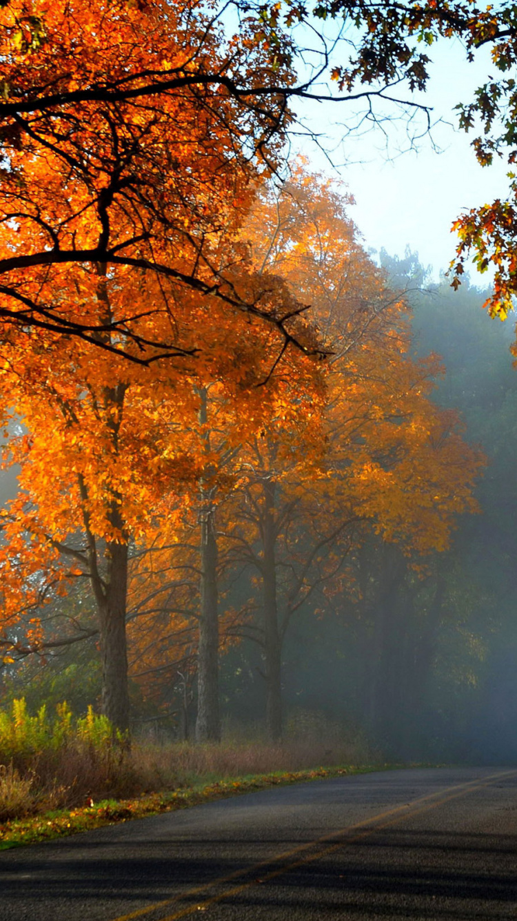 Graue Betonstraße Zwischen Bäumen Tagsüber. Wallpaper in 750x1334 Resolution