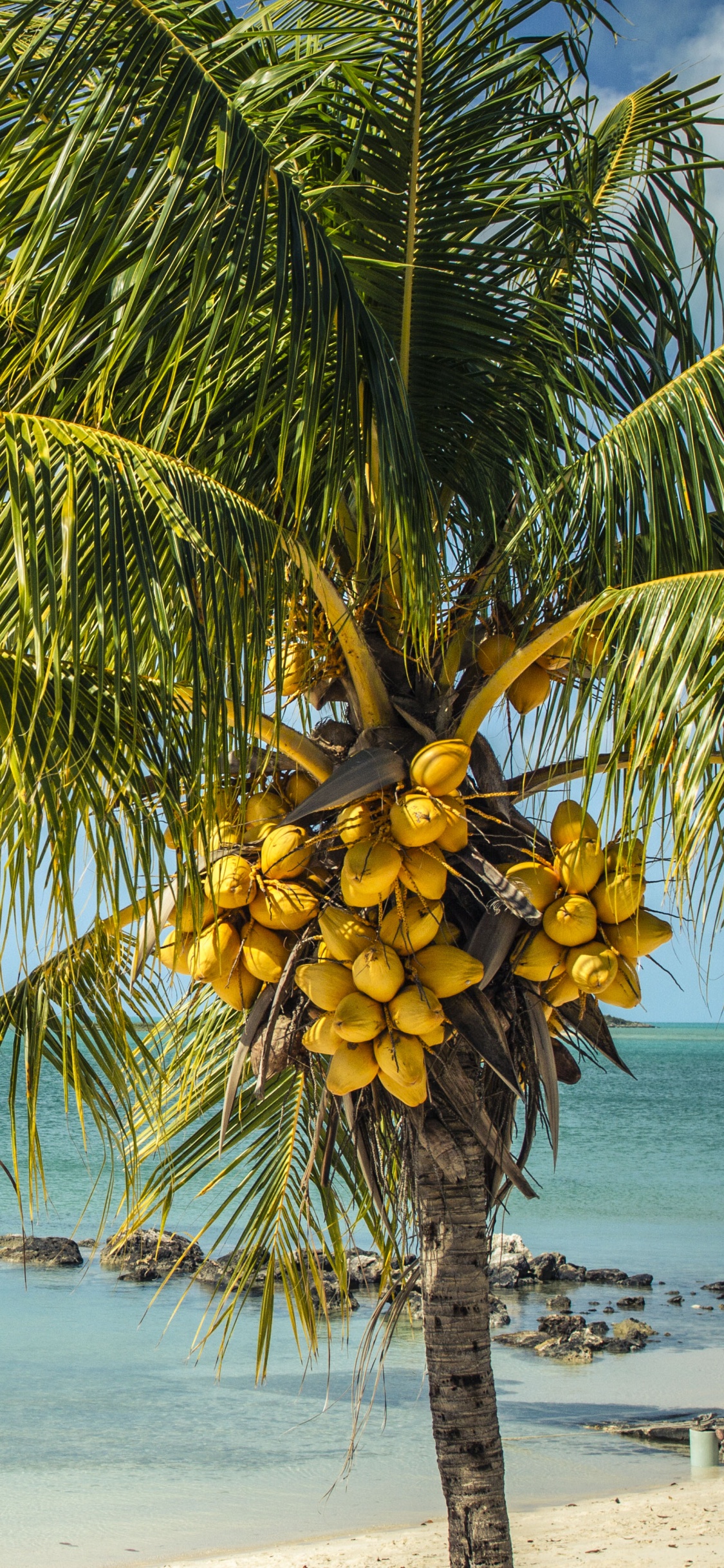Palm Tree Near Sea Under Blue Sky During Daytime. Wallpaper in 1125x2436 Resolution
