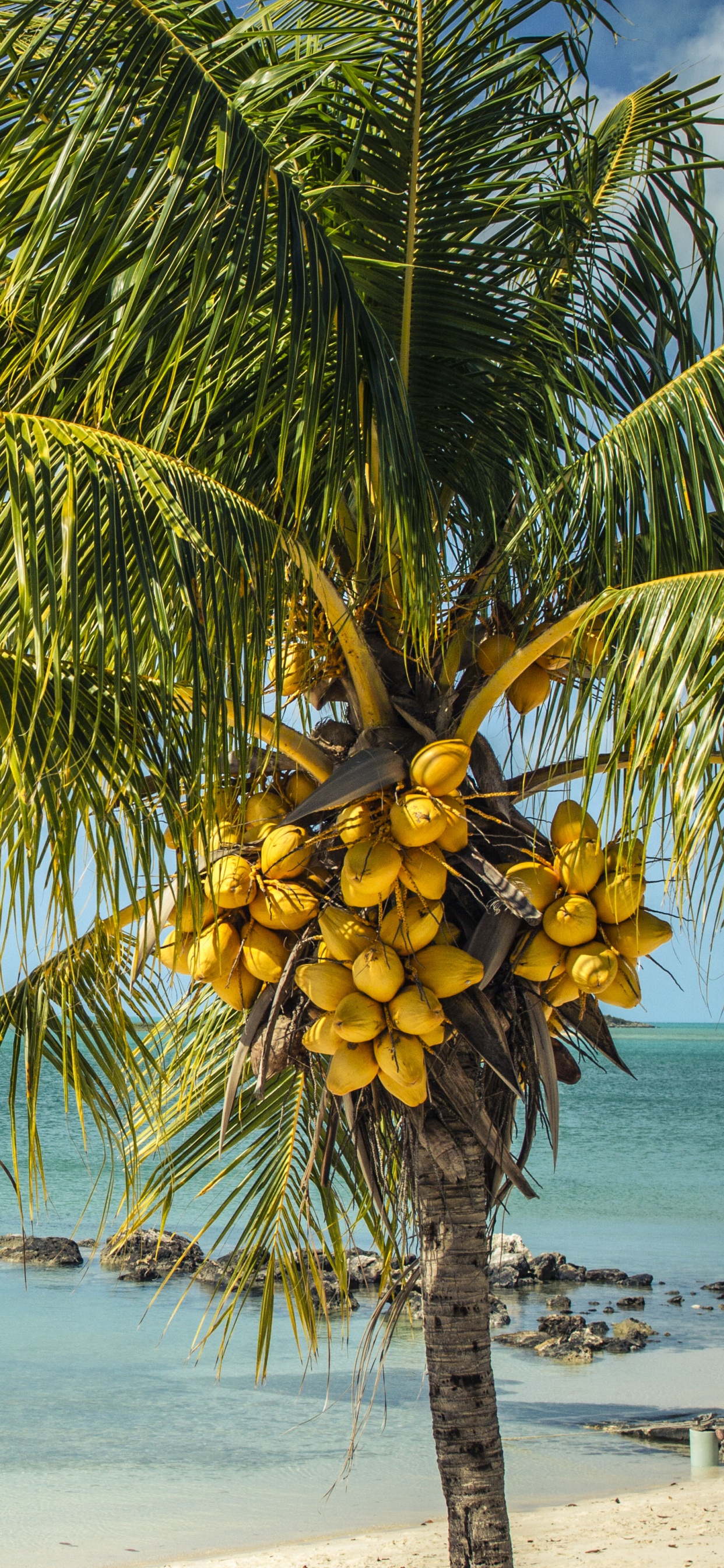 Palm Tree Near Sea Under Blue Sky During Daytime. Wallpaper in 1242x2688 Resolution