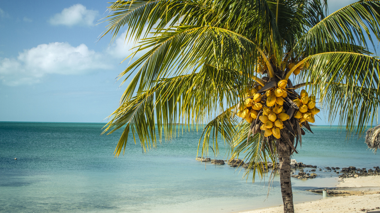 Palm Tree Near Sea Under Blue Sky During Daytime. Wallpaper in 1280x720 Resolution