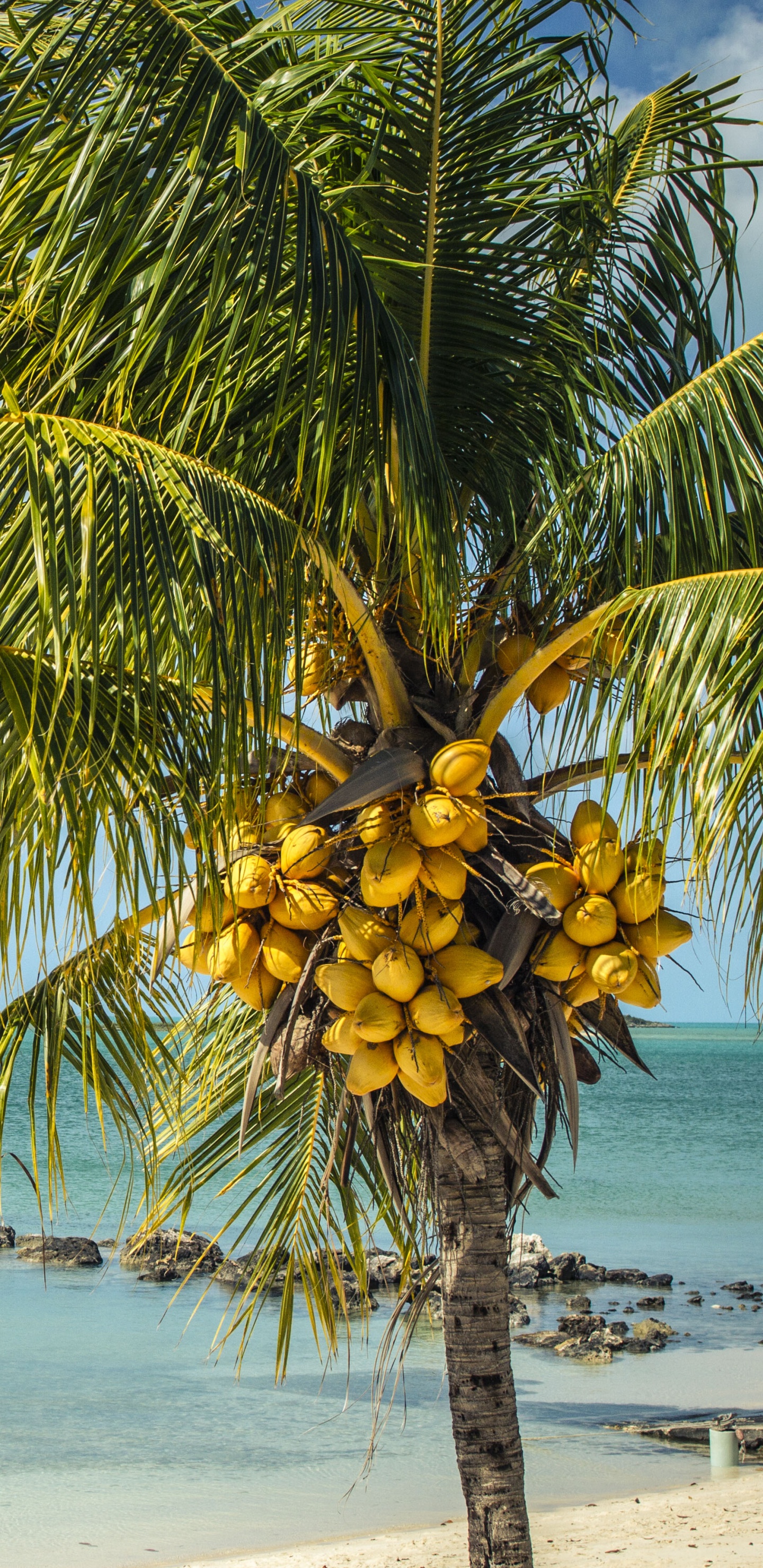 Palm Tree Near Sea Under Blue Sky During Daytime. Wallpaper in 1440x2960 Resolution