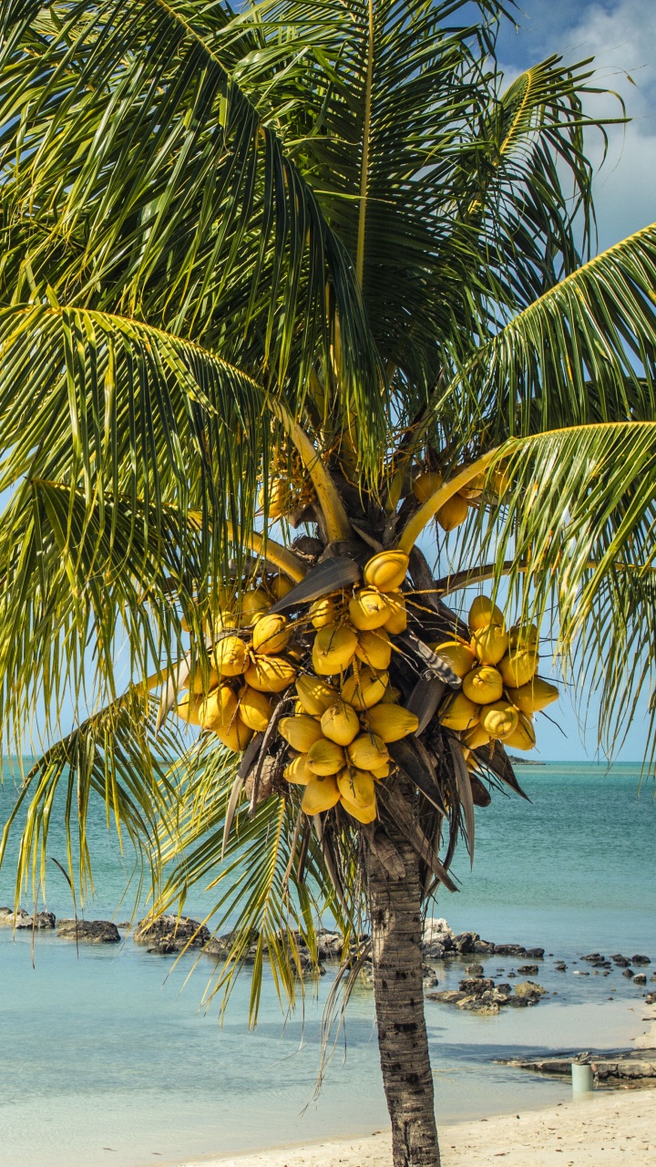 Palm Tree Near Sea Under Blue Sky During Daytime. Wallpaper in 720x1280 Resolution