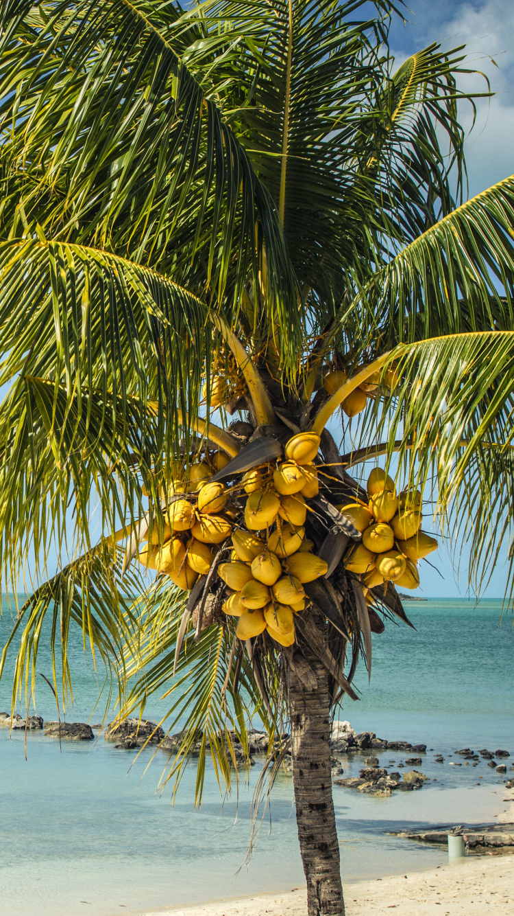 Palm Tree Near Sea Under Blue Sky During Daytime. Wallpaper in 750x1334 Resolution