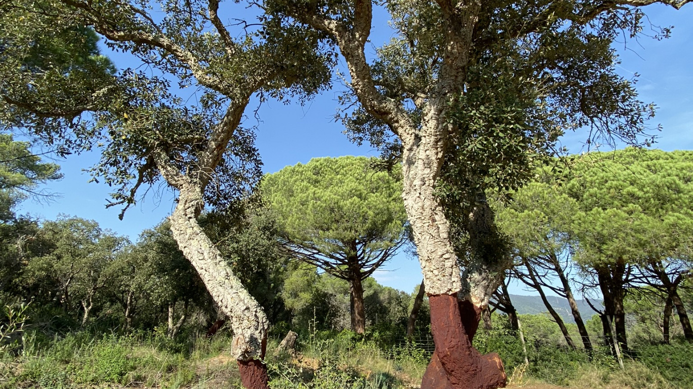 Végétation, Les Landes, Plante de la Communauté, Plantes Ligneuses, Rameau. Wallpaper in 1366x768 Resolution