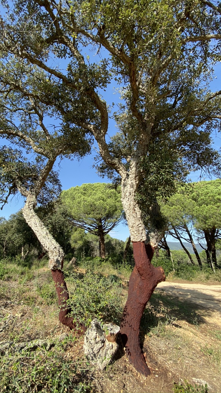 Végétation, Les Landes, Plante de la Communauté, Plantes Ligneuses, Rameau. Wallpaper in 720x1280 Resolution