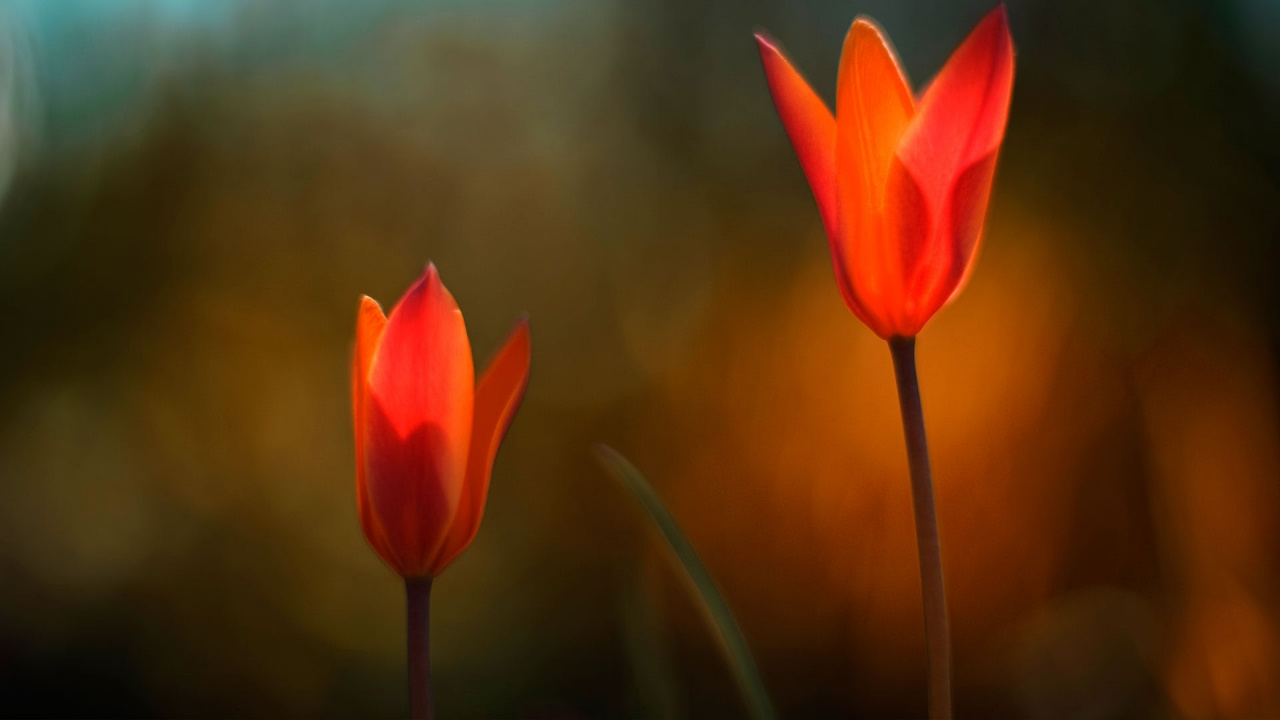 Windows, Windows 10, Flower, Microsoft Windows, Microsoft Corporation. Wallpaper in 1280x720 Resolution