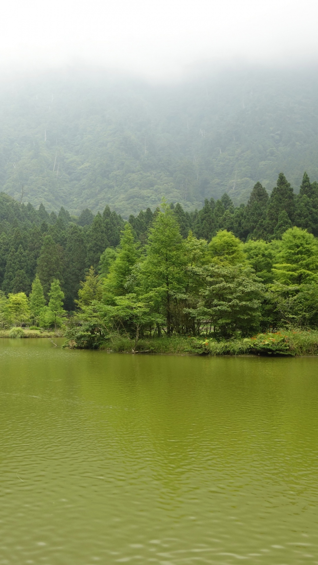 Green Trees Beside Lake During Daytime. Wallpaper in 1080x1920 Resolution