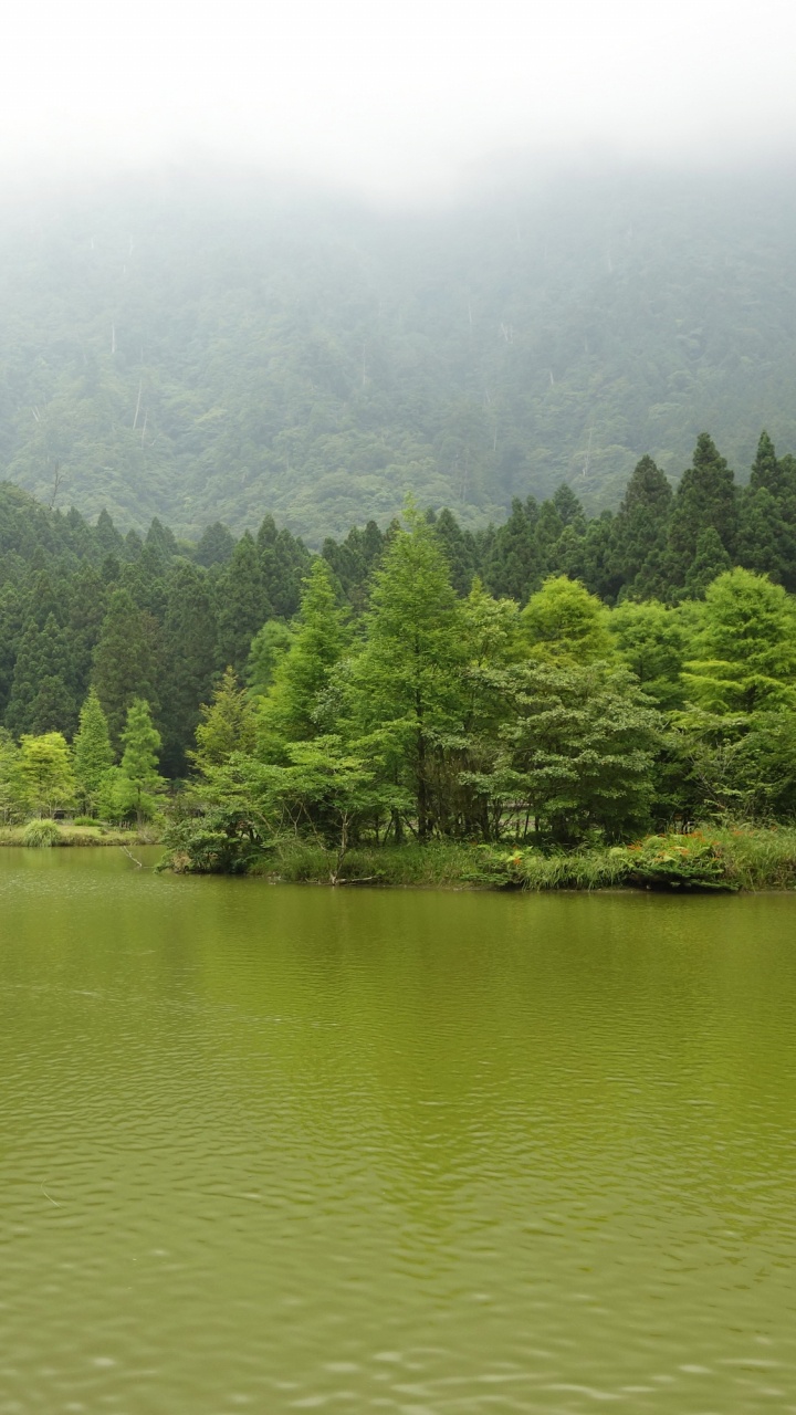 Green Trees Beside Lake During Daytime. Wallpaper in 720x1280 Resolution