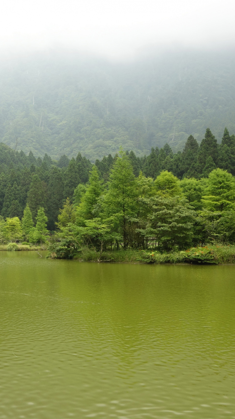 Green Trees Beside Lake During Daytime. Wallpaper in 750x1334 Resolution