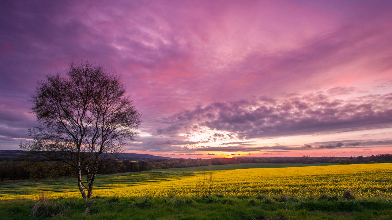 Leafless Tree on Green Grass Field Under Cloudy Sky During Daytime. Wallpaper in 1280x720 Resolution