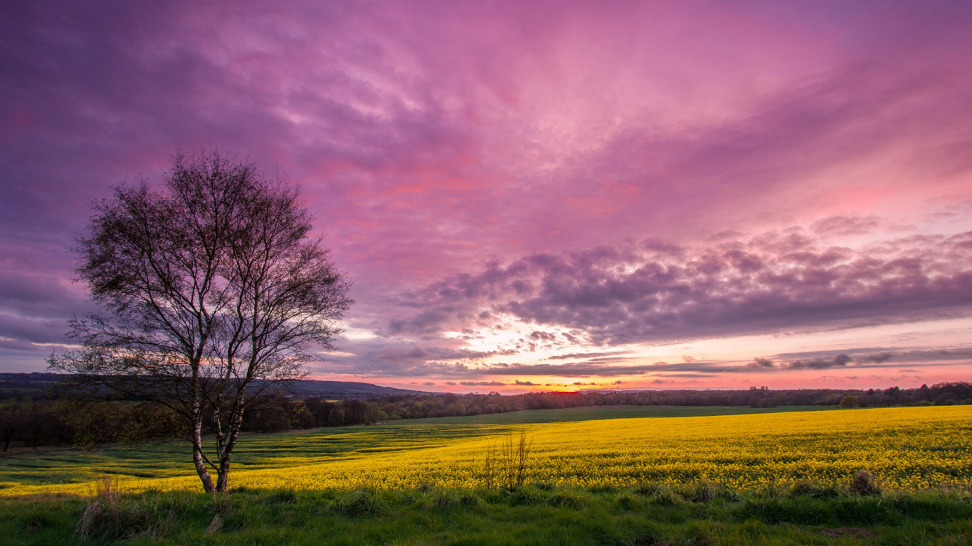 Arbre Sans Feuilles Sur Terrain D'herbe Verte Sous Ciel Nuageux Pendant la Journée. Wallpaper in 1366x768 Resolution