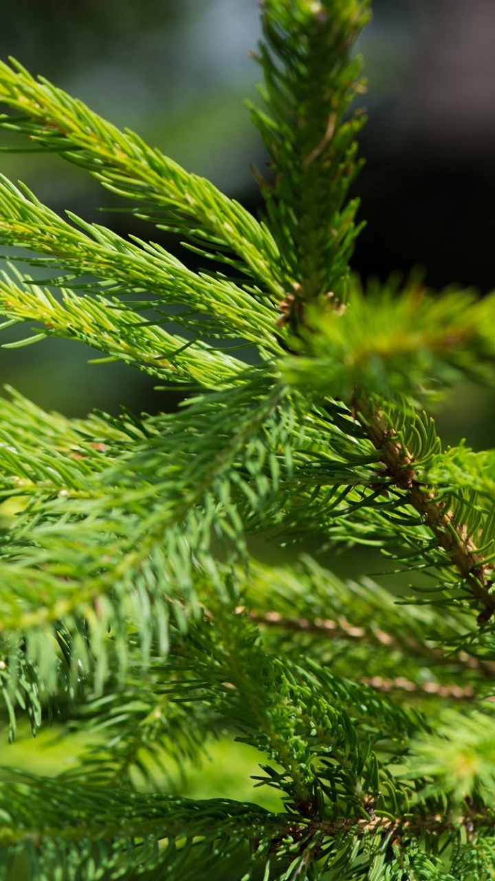 Hoja Verde en Fotografía de Cerca. Wallpaper in 720x1280 Resolution