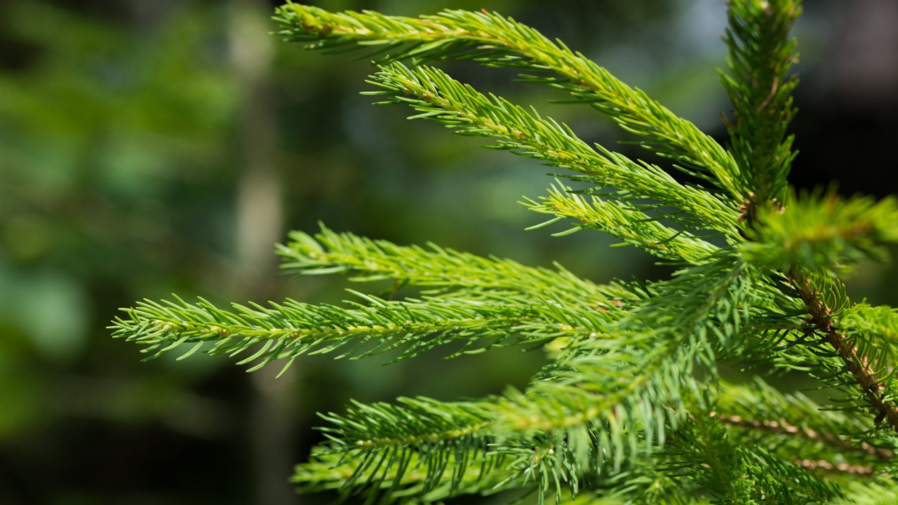 Green Leaf in Close up Photography. Wallpaper in 1280x720 Resolution