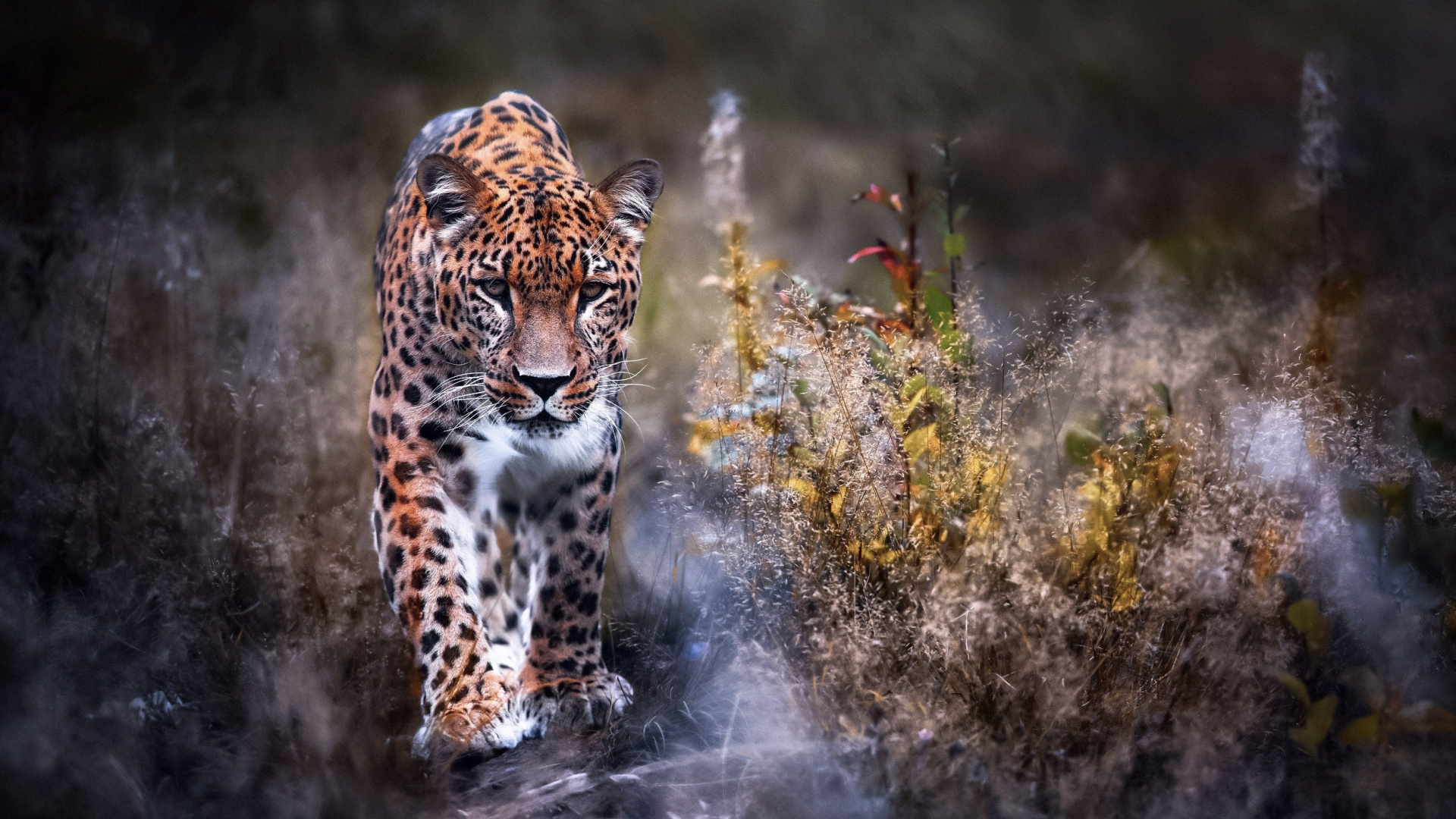 Leopardo Sobre la Hierba Verde Durante el Día. Wallpaper in 1920x1080 Resolution