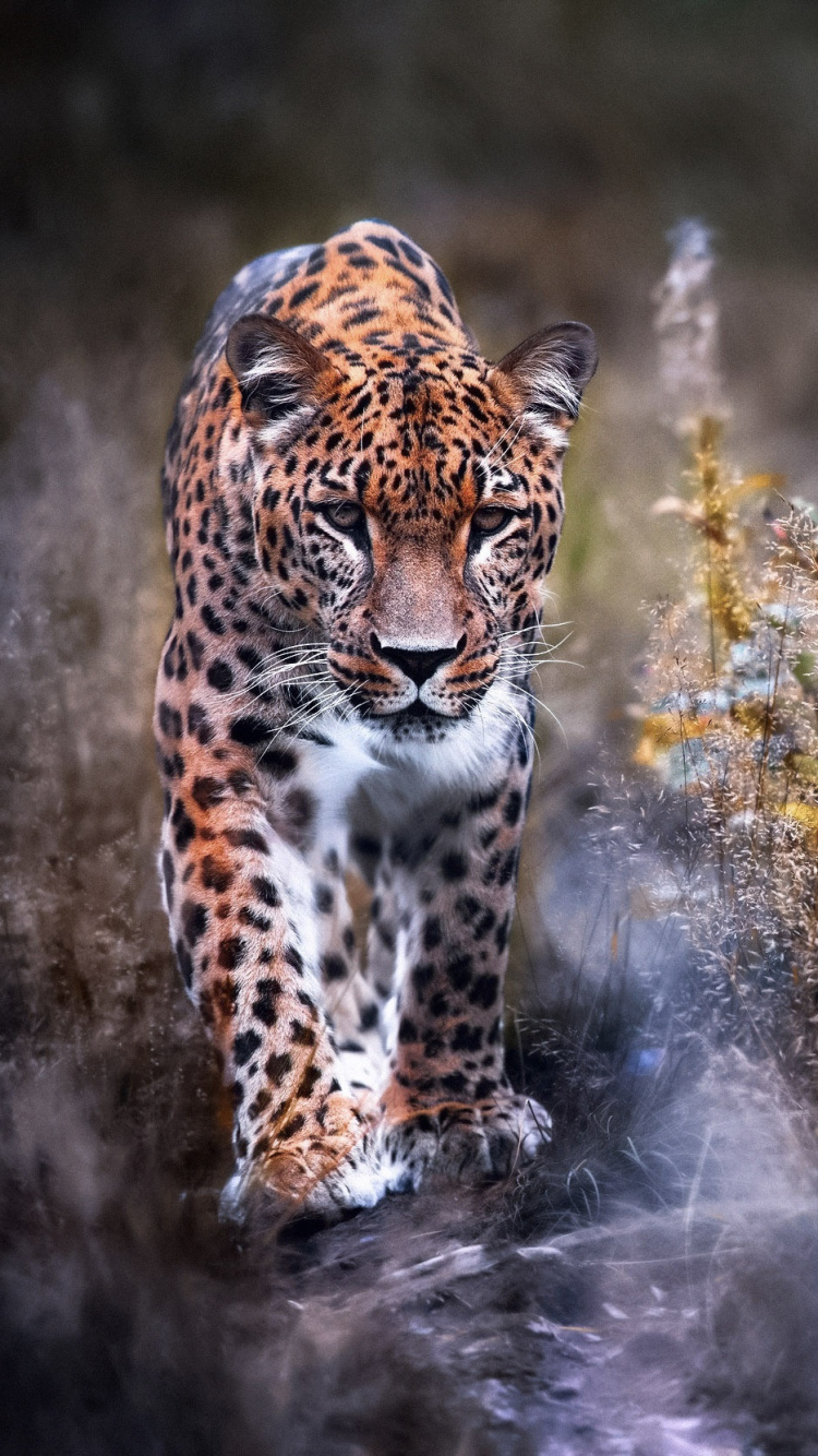Leopard on Green Grass During Daytime. Wallpaper in 750x1334 Resolution
