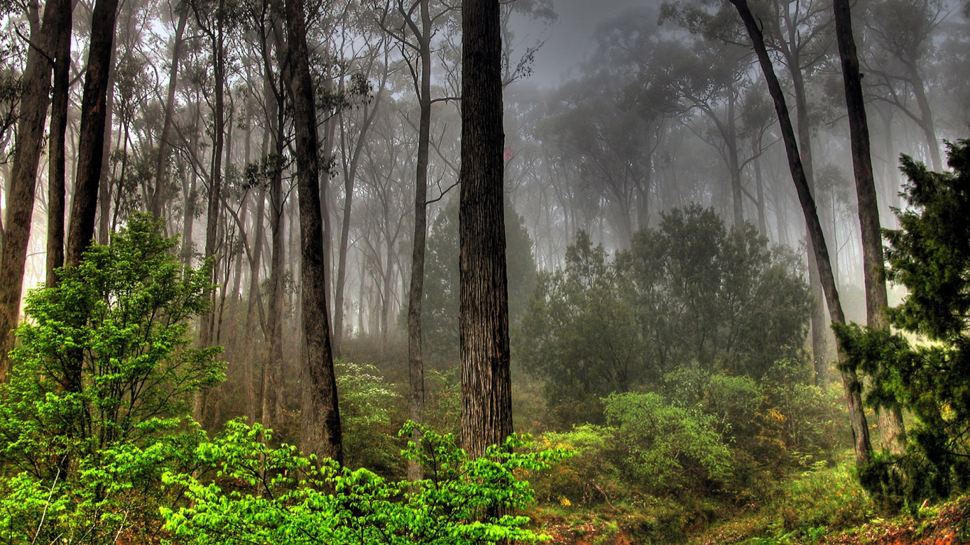 Grünes Gras Und Bäume Mit Nebel Bedeckt. Wallpaper in 1366x768 Resolution