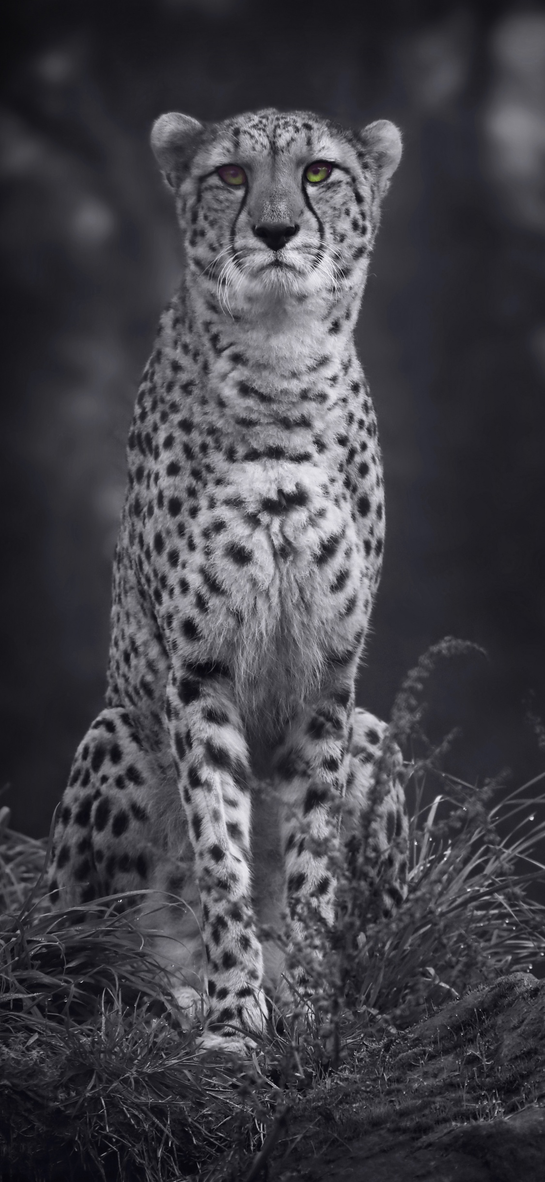 Grayscale Photo of Cheetah on Grass. Wallpaper in 1125x2436 Resolution
