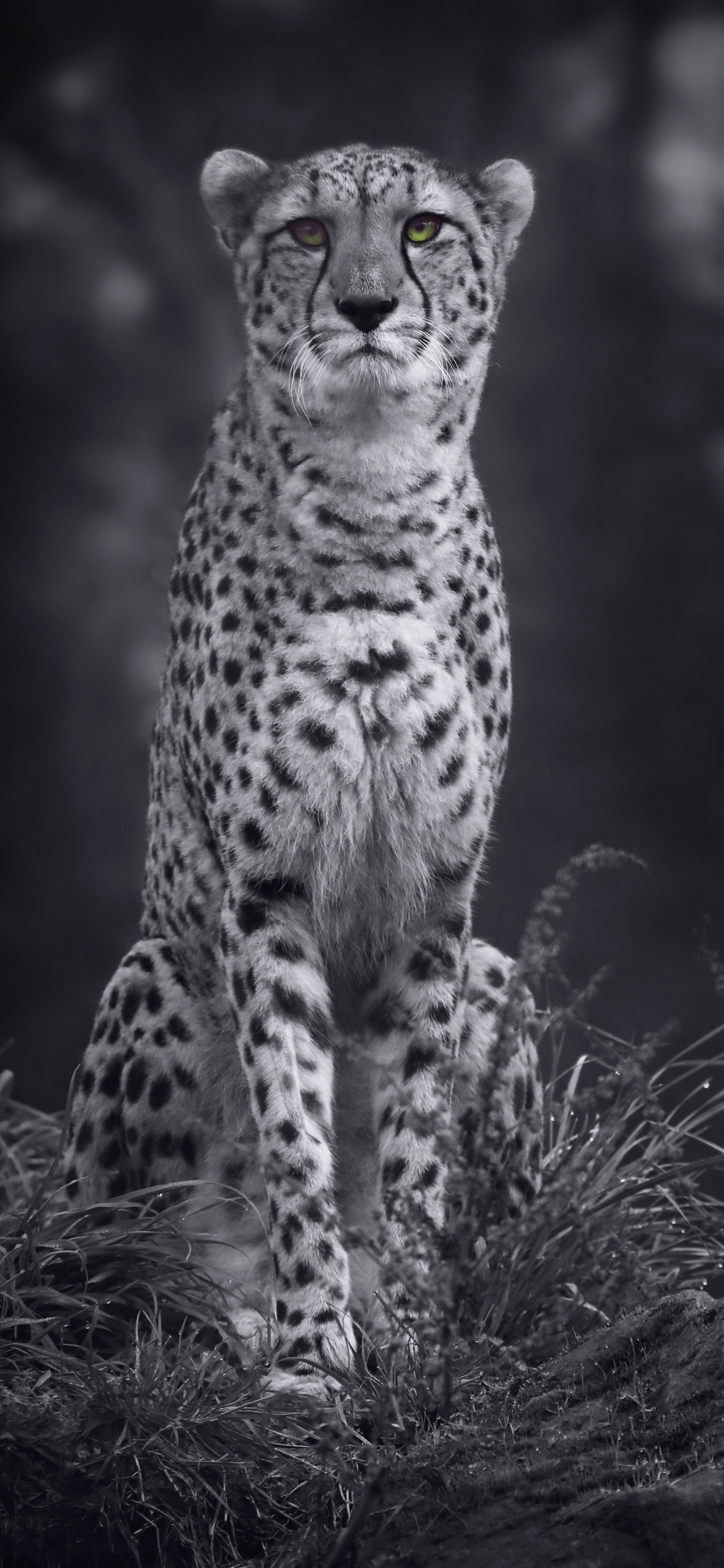 Grayscale Photo of Cheetah on Grass. Wallpaper in 1242x2688 Resolution