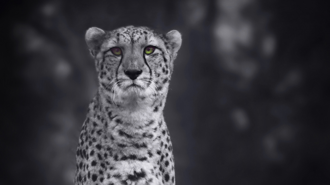 Grayscale Photo of Cheetah on Grass. Wallpaper in 1280x720 Resolution