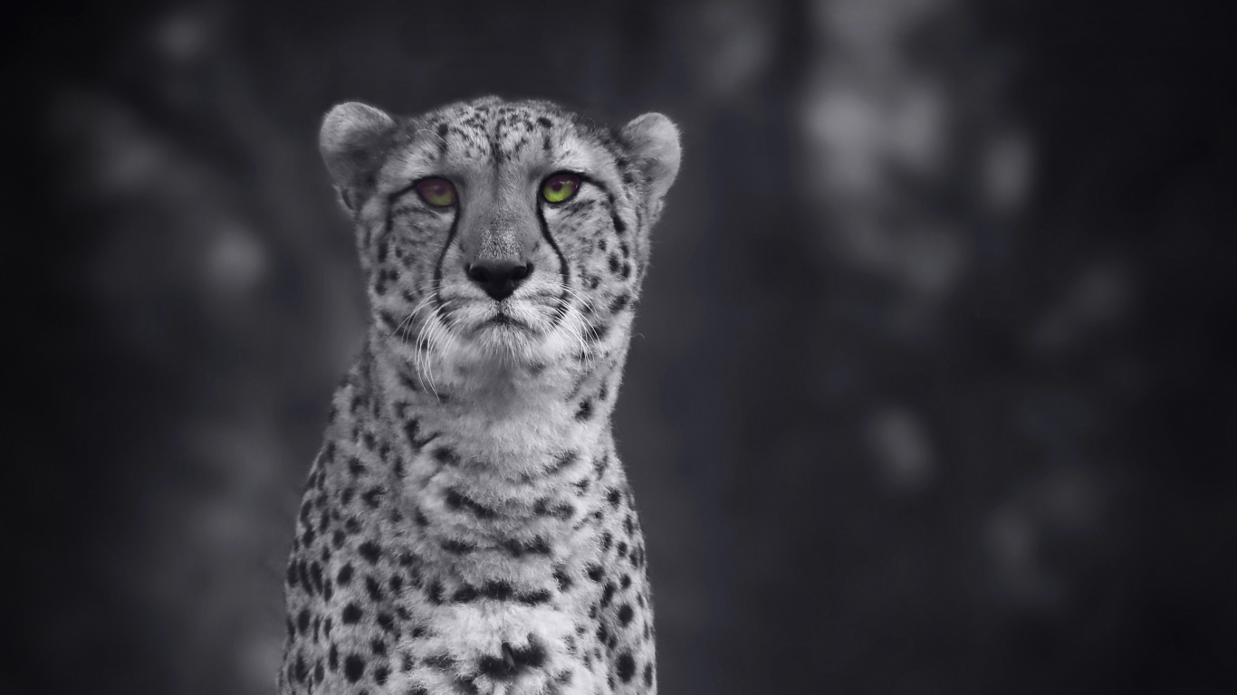 Grayscale Photo of Cheetah on Grass. Wallpaper in 1366x768 Resolution