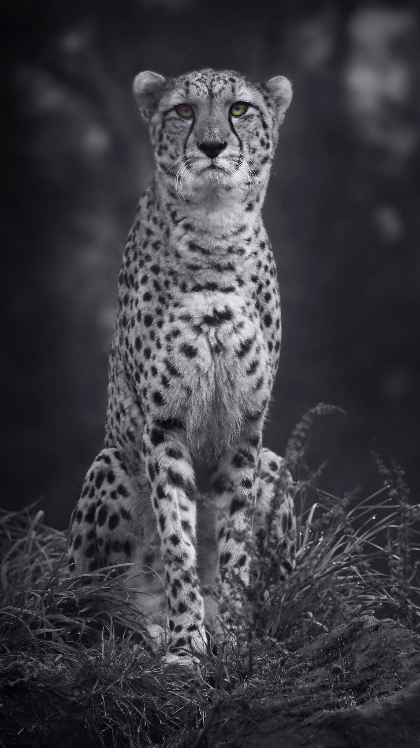 Grayscale Photo of Cheetah on Grass. Wallpaper in 1440x2560 Resolution