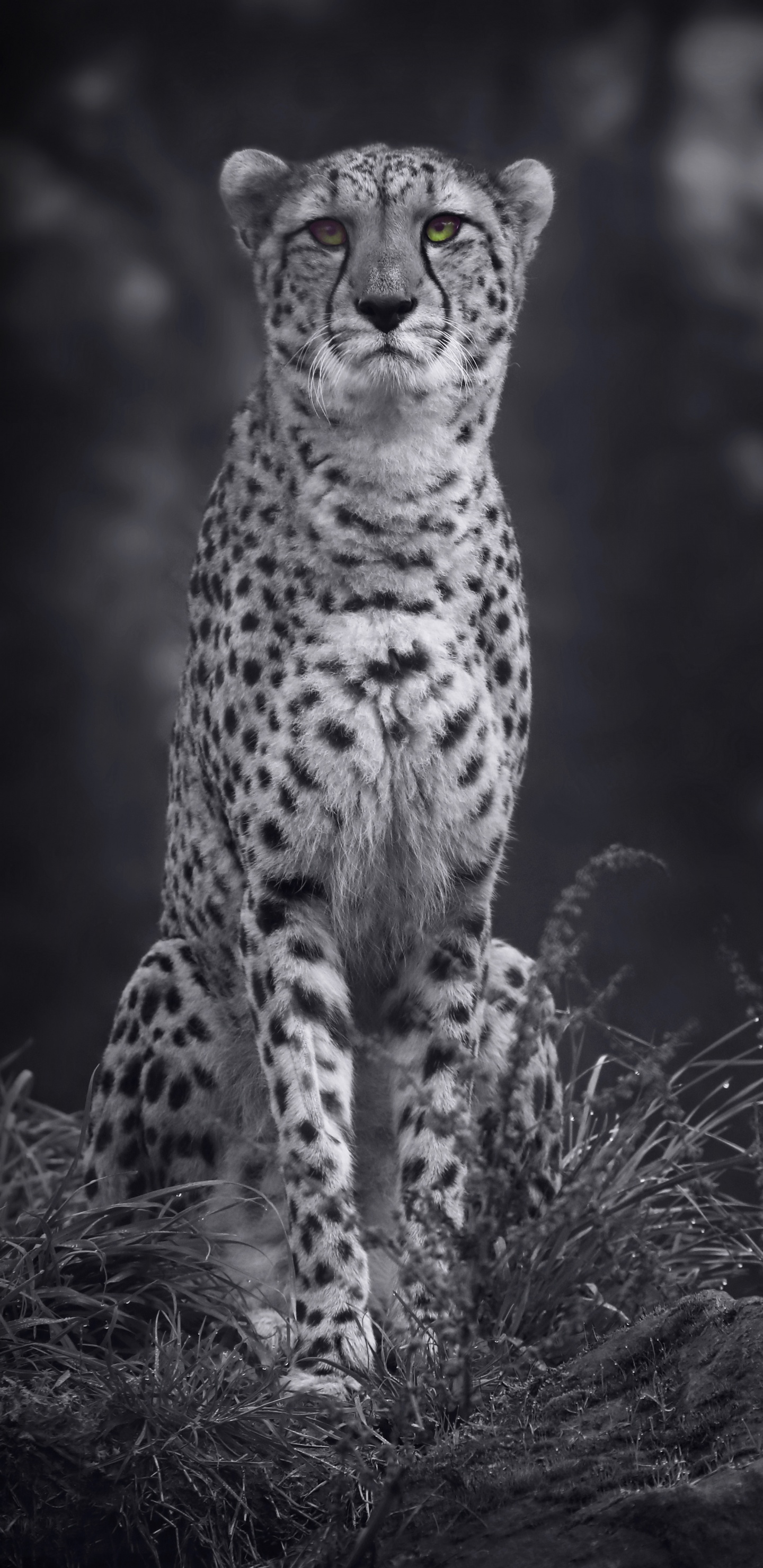 Grayscale Photo of Cheetah on Grass. Wallpaper in 1440x2960 Resolution
