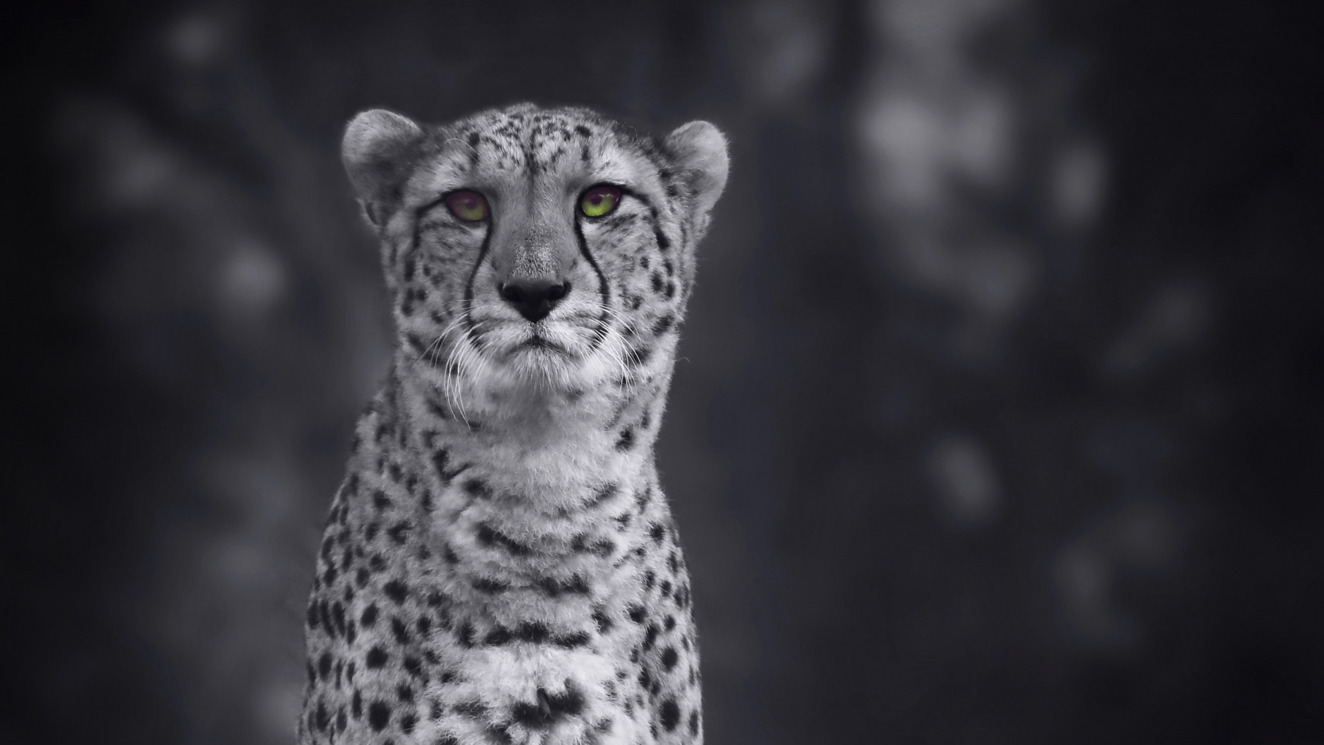 Grayscale Photo of Cheetah on Grass. Wallpaper in 1920x1080 Resolution
