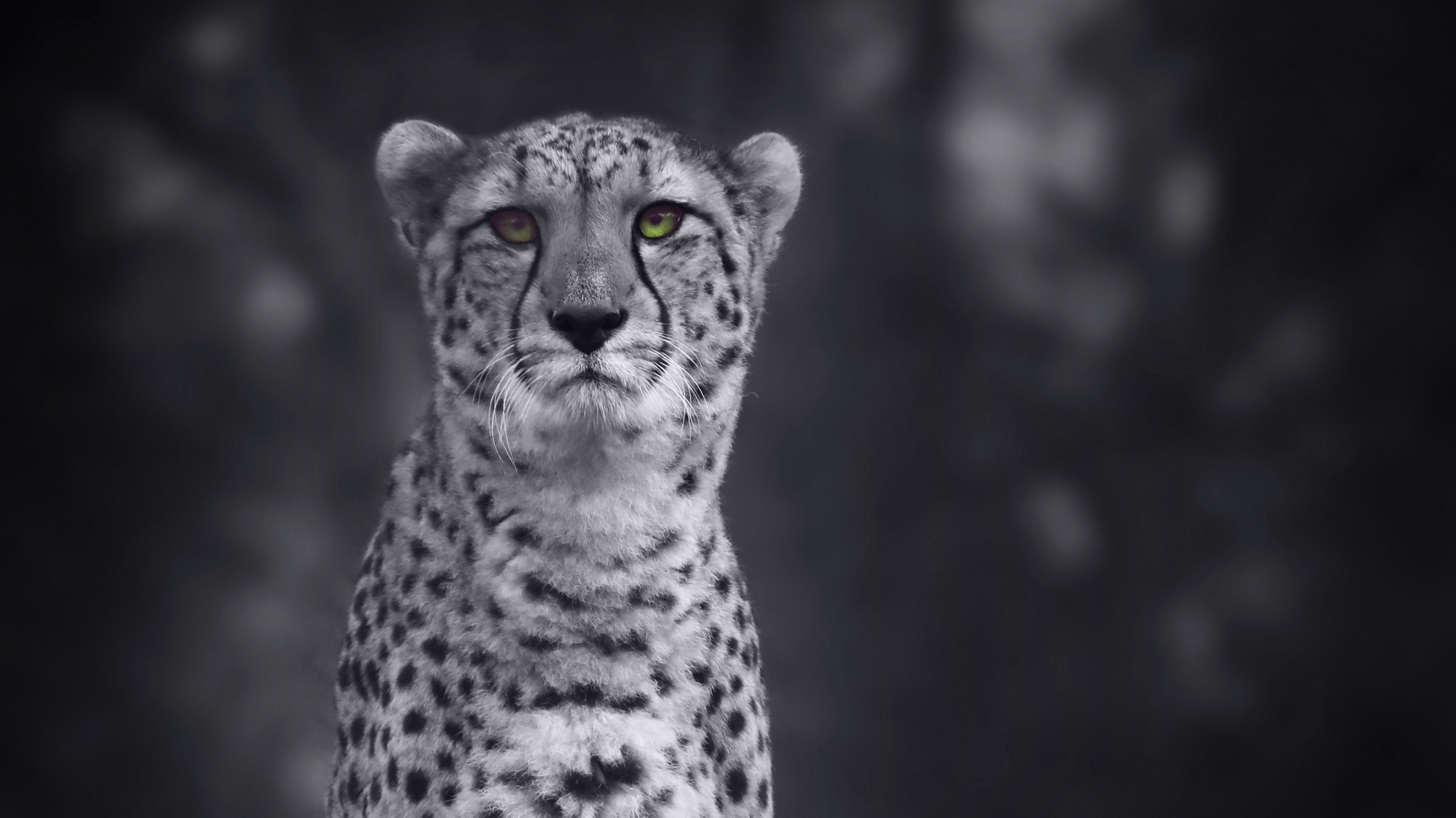 Grayscale Photo of Cheetah on Grass. Wallpaper in 2560x1440 Resolution