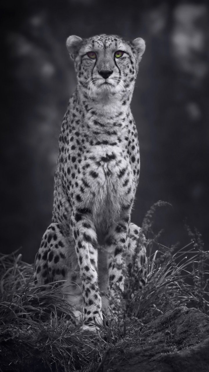 Grayscale Photo of Cheetah on Grass. Wallpaper in 720x1280 Resolution