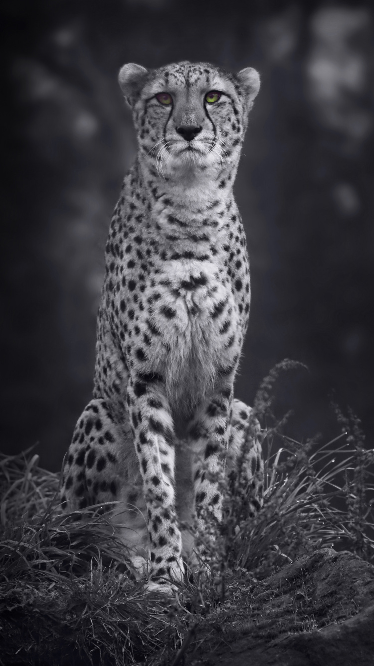 Grayscale Photo of Cheetah on Grass. Wallpaper in 750x1334 Resolution