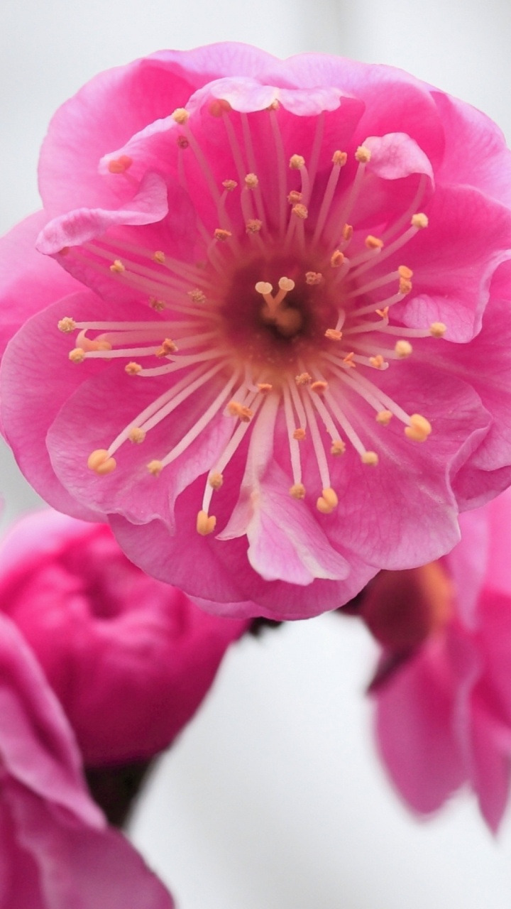 Rosa Blume in Tilt-Shift-Linse. Wallpaper in 720x1280 Resolution