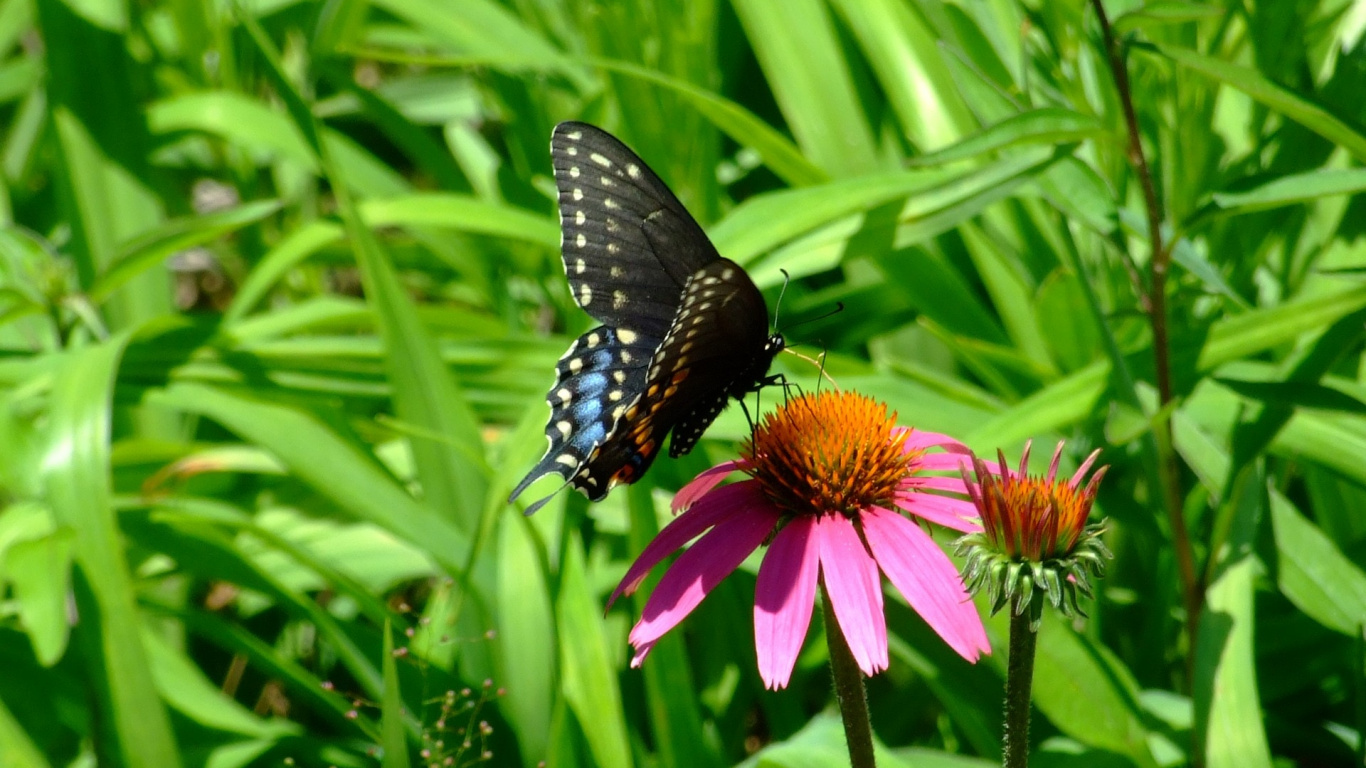 Papillon Noir et Blanc Sur Fleur Rose. Wallpaper in 1366x768 Resolution