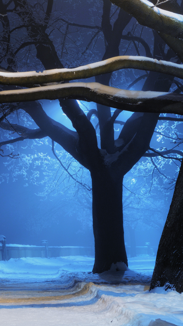 Bare Tree on Snow Covered Ground During Night Time. Wallpaper in 750x1334 Resolution