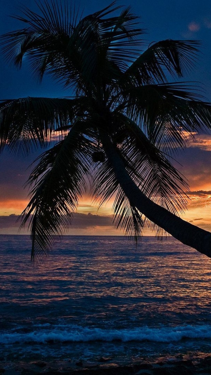 Palmier Sur la Plage Pendant le Coucher du Soleil. Wallpaper in 720x1280 Resolution
