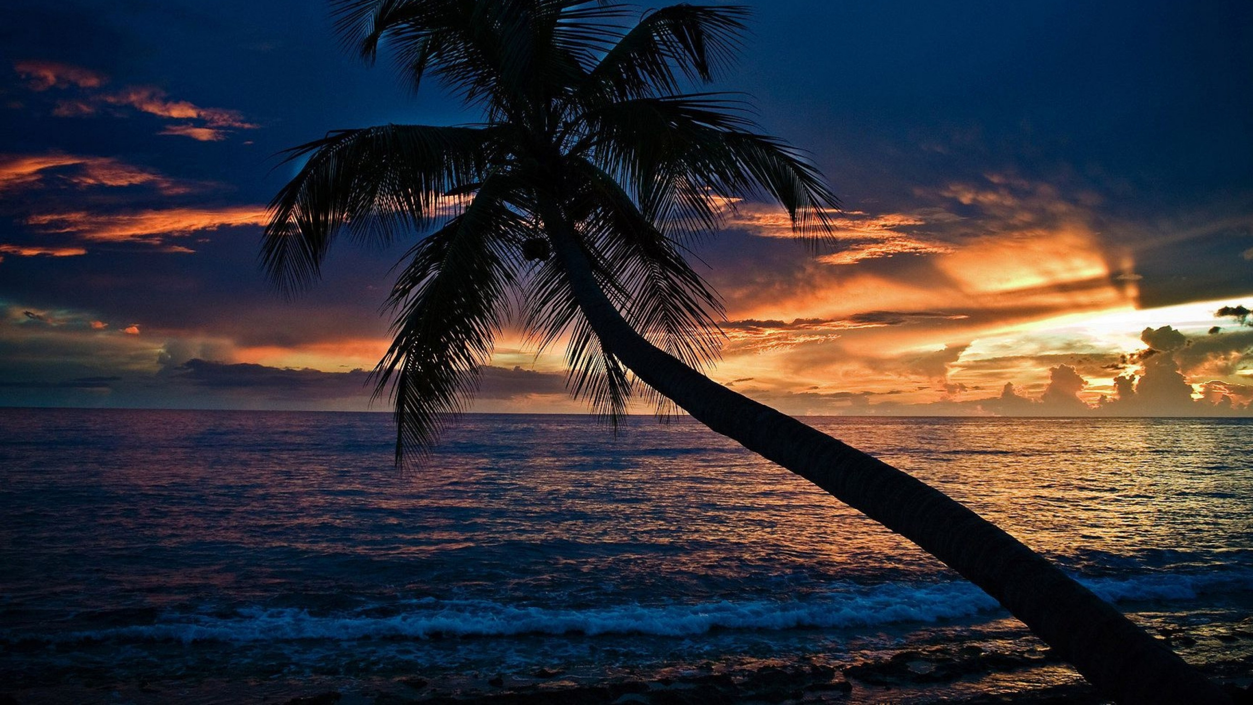 Palme am Strand Bei Sonnenuntergang. Wallpaper in 2560x1440 Resolution