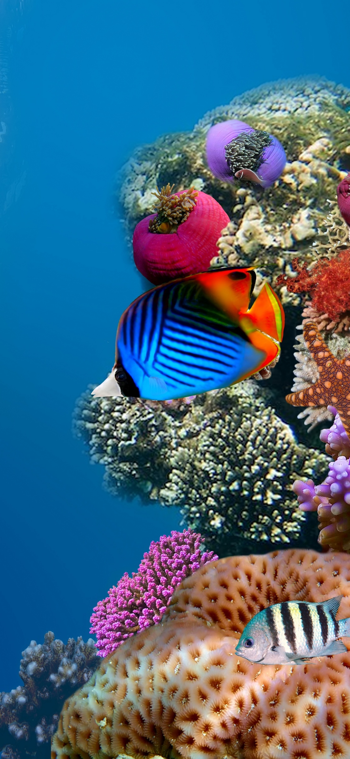 Mann im Blau-weiß Gestreiften Hemd Mit Blau-gelben Fischen im Wasser. Wallpaper in 1125x2436 Resolution