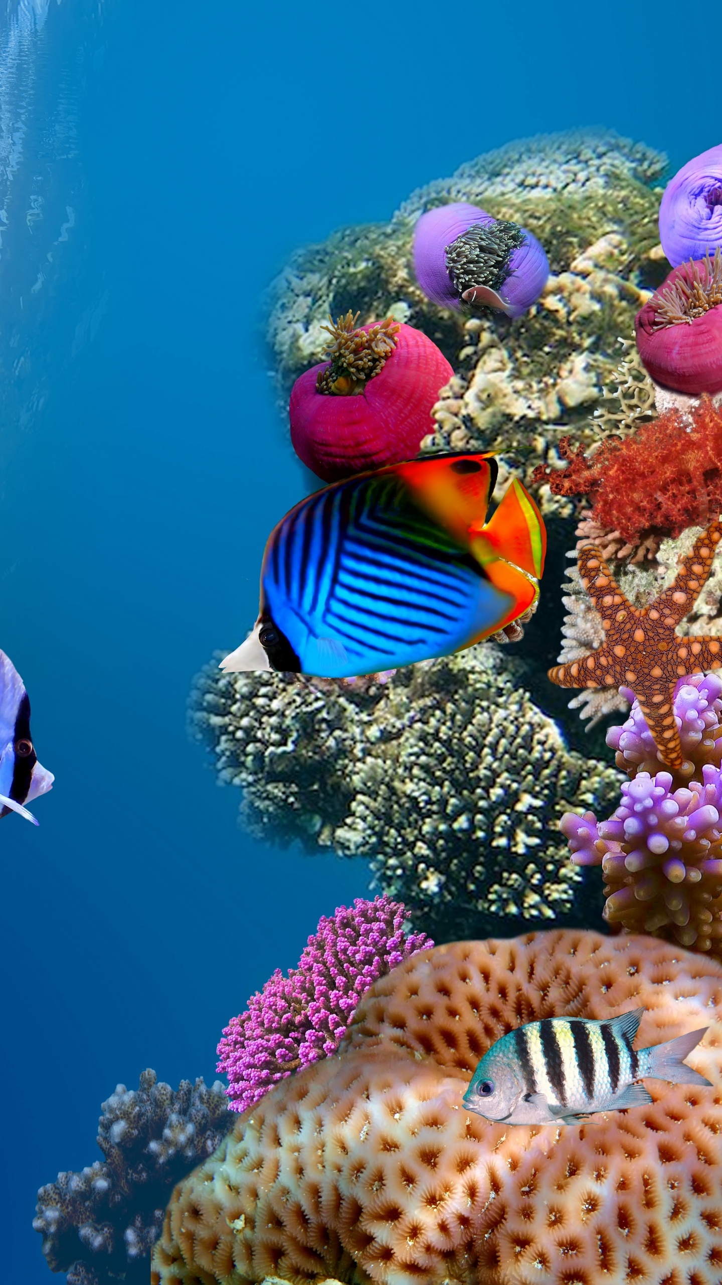 Mann im Blau-weiß Gestreiften Hemd Mit Blau-gelben Fischen im Wasser. Wallpaper in 1440x2560 Resolution