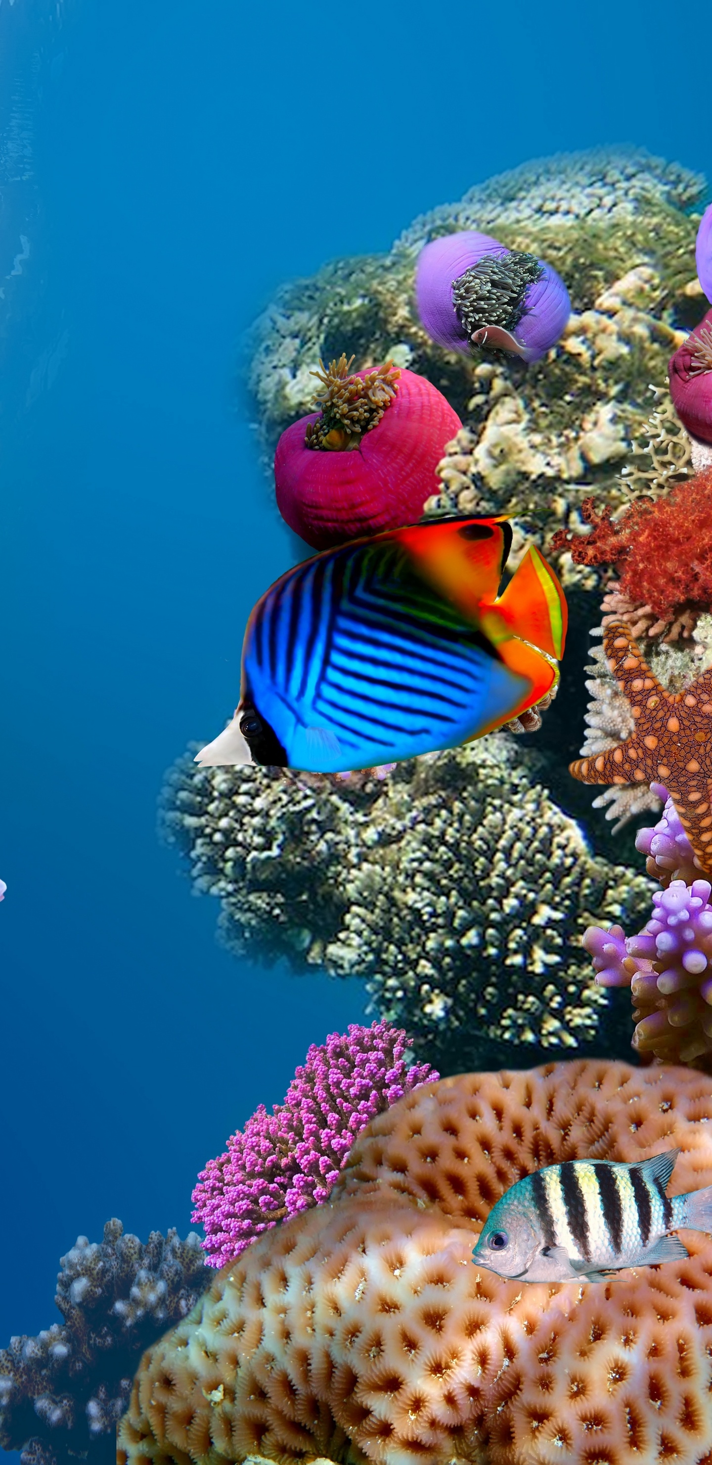 Mann im Blau-weiß Gestreiften Hemd Mit Blau-gelben Fischen im Wasser. Wallpaper in 1440x2960 Resolution