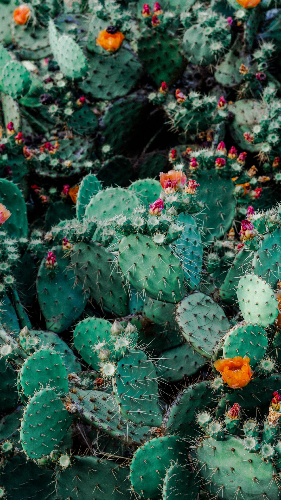 Cactus Vert Avec Des Fleurs Rouges. Wallpaper in 1080x1920 Resolution