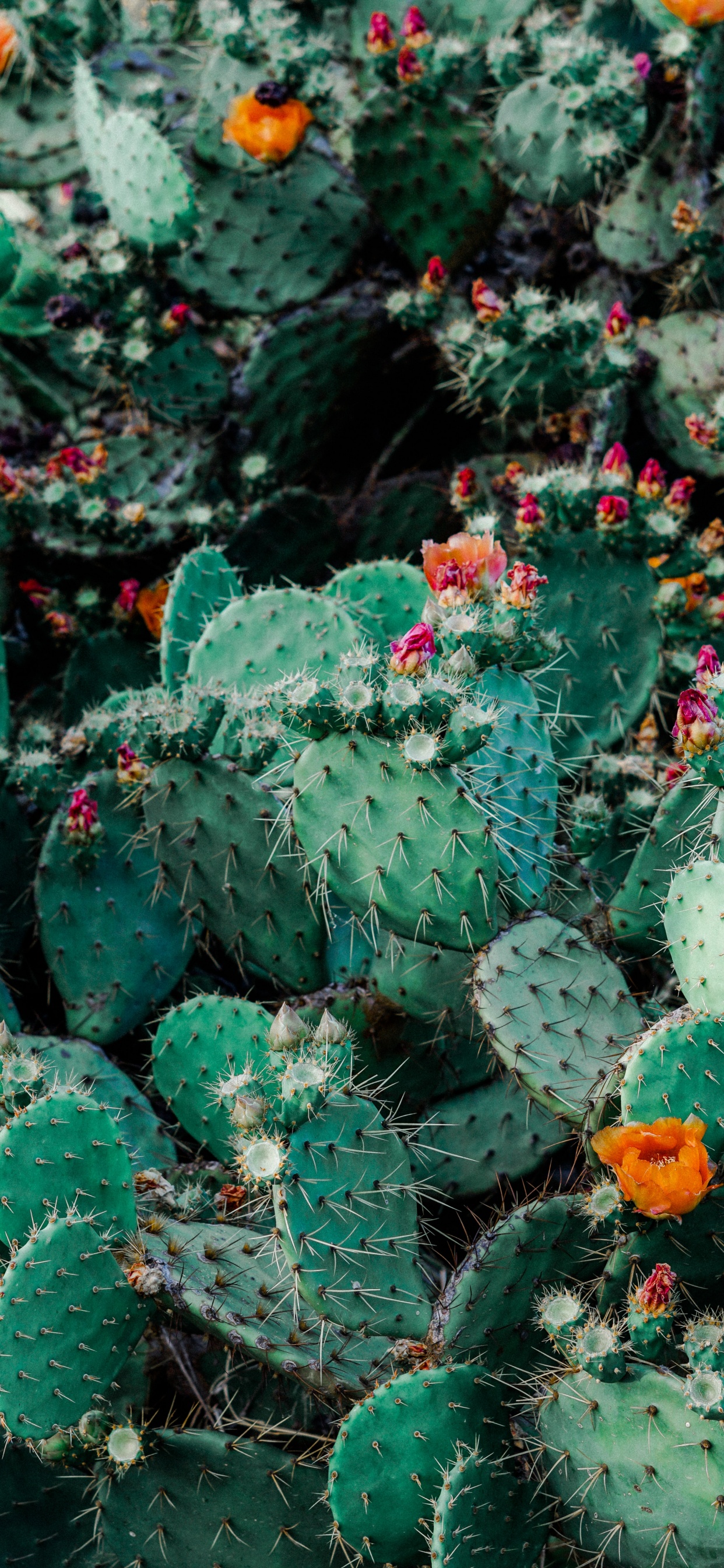 Cactus Vert Avec Des Fleurs Rouges. Wallpaper in 1242x2688 Resolution
