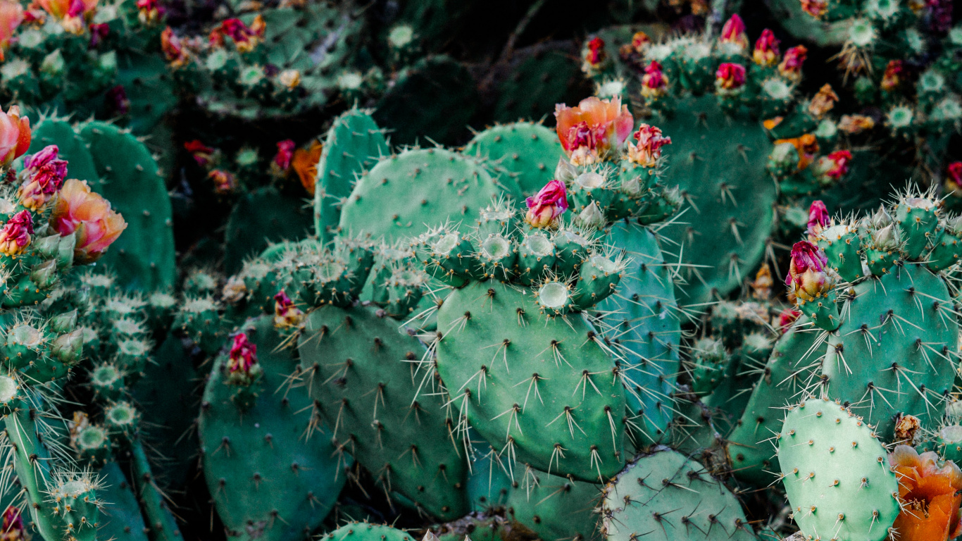 Green Cactus With Red Flowers. Wallpaper in 1366x768 Resolution