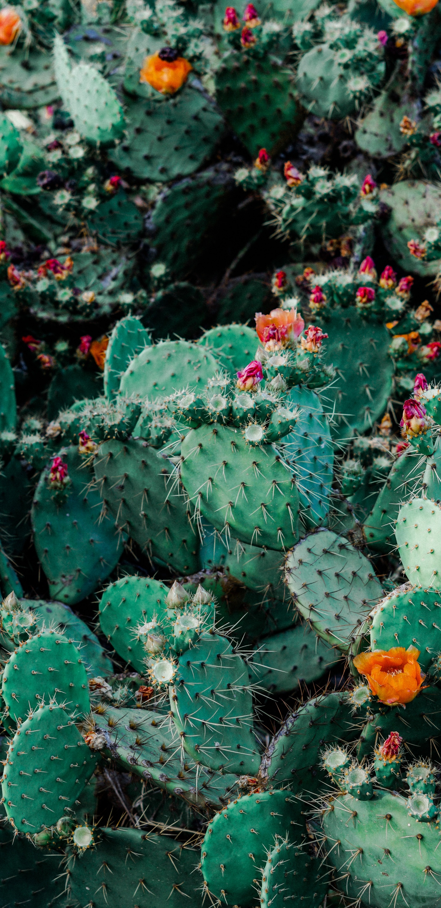 Green Cactus With Red Flowers. Wallpaper in 1440x2960 Resolution
