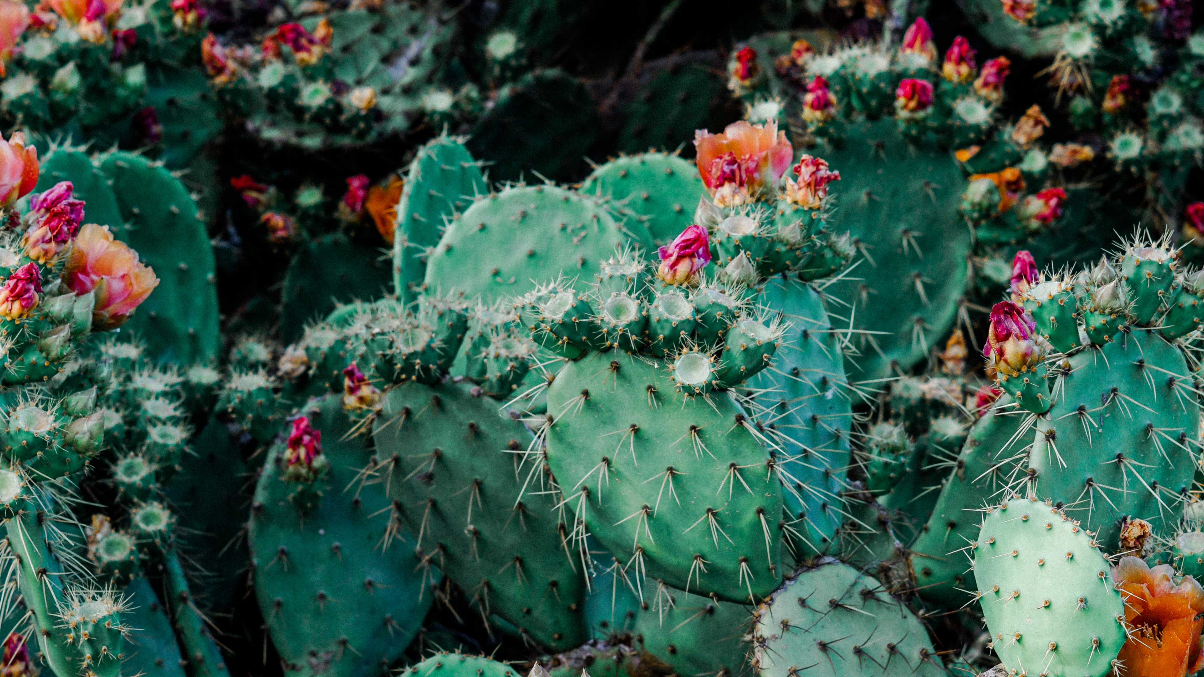 Grüner Kaktus Mit Roten Blüten. Wallpaper in 3840x2160 Resolution