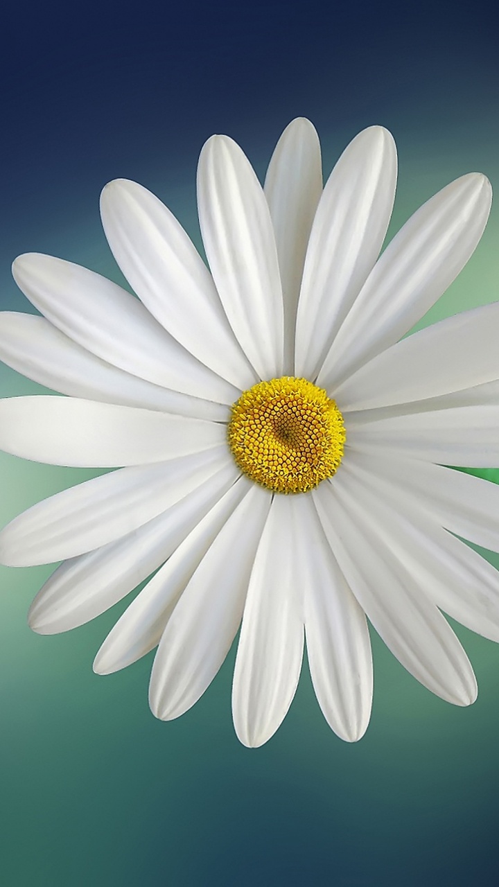 白色, Oxeye菊花, 甘菊, 黄色的, 榛果 壁纸 720x1280 允许