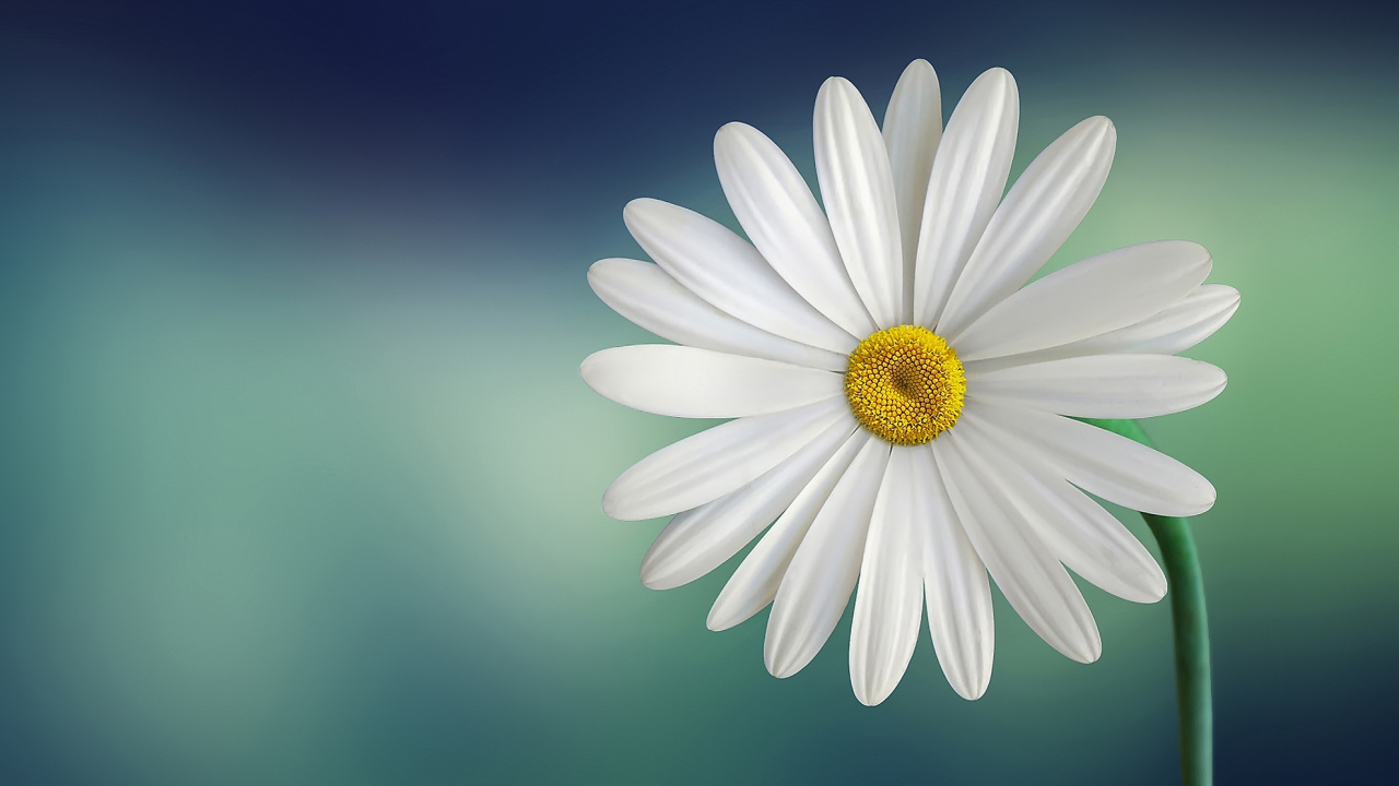 White Daisy in Close up Photography. Wallpaper in 1280x720 Resolution