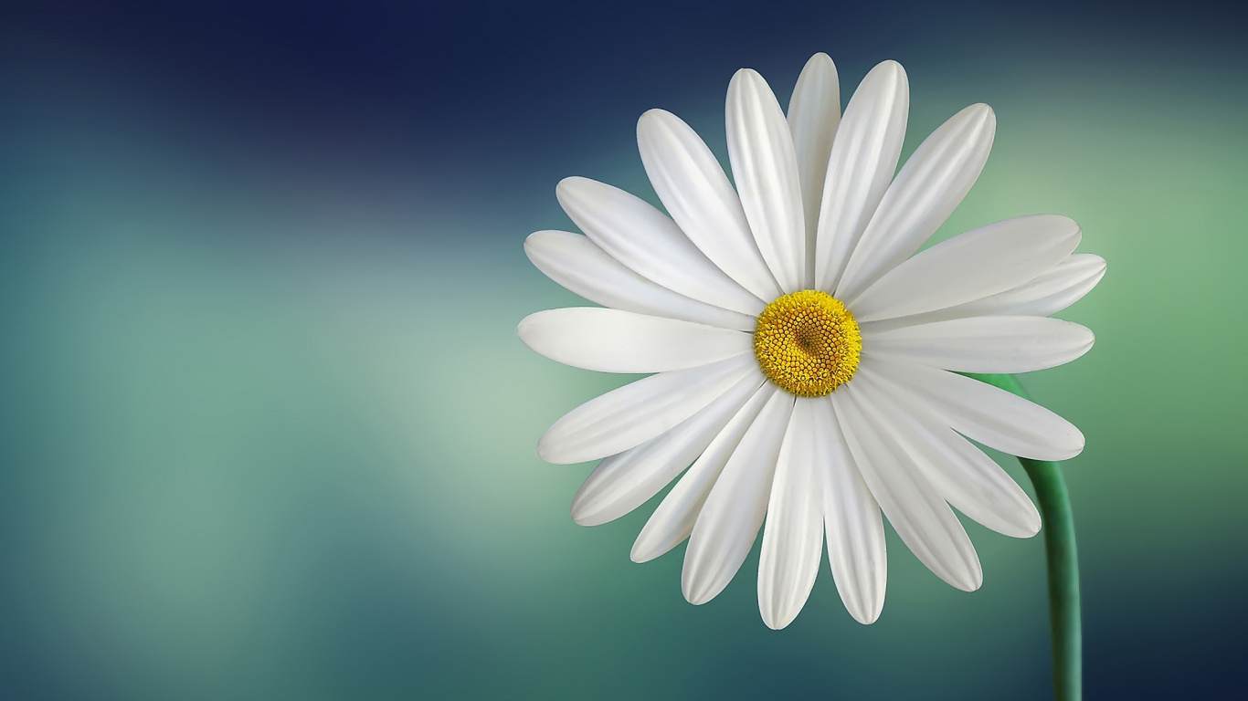 White Daisy in Close up Photography. Wallpaper in 1366x768 Resolution