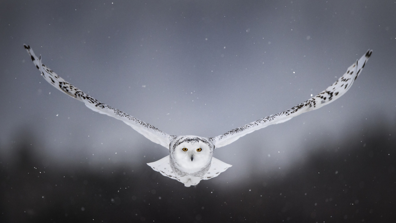 Water Droplets on Black and White Surface. Wallpaper in 1280x720 Resolution